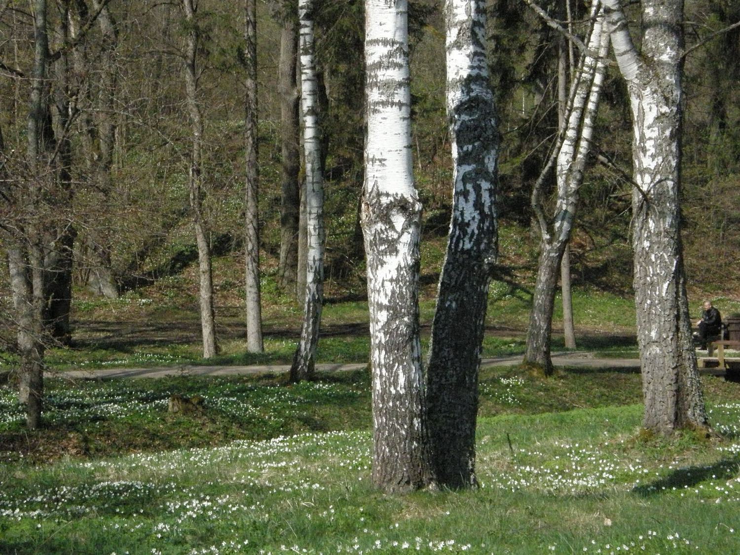A birch grove near Turaida, Latvia