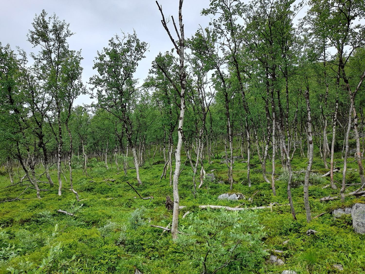 A Latvian birch and pine forest